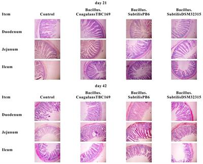 Corrigendum: Intestinal Morphologic and Microbiota Responses to Dietary Bacillus spp. in a Broiler Chicken Model